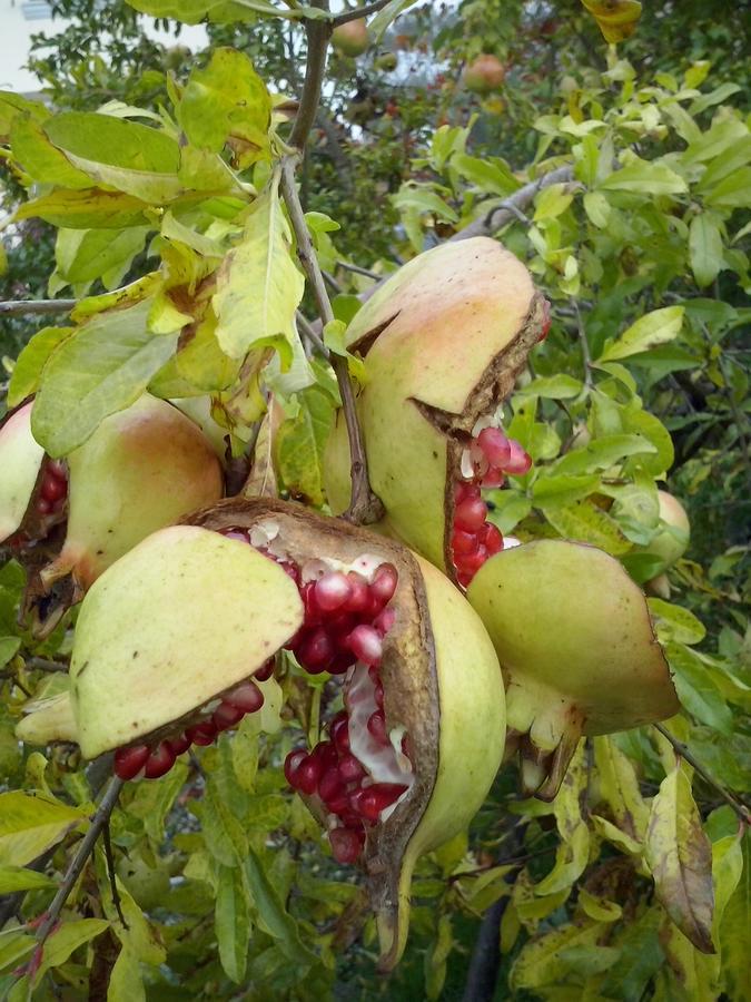L'Ape In Corte Casa Di Campagna, Via Francigena Stanze E Colazione Vaccarizza Εξωτερικό φωτογραφία